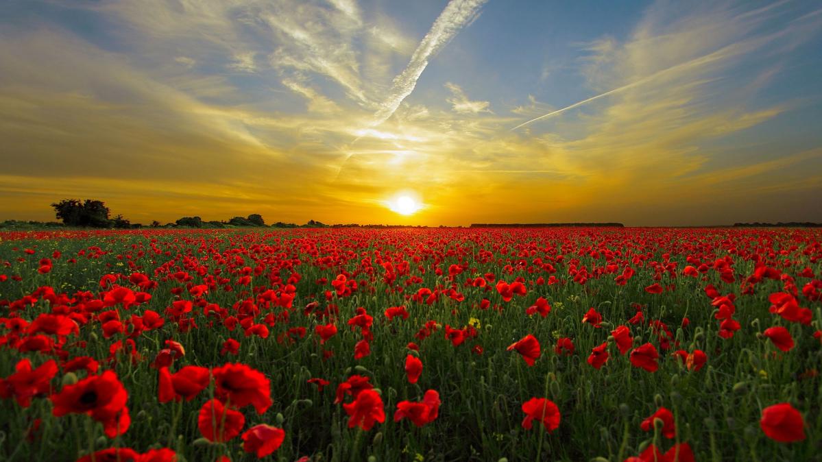 Field of Poppies