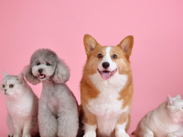 Picture of dogs and cats